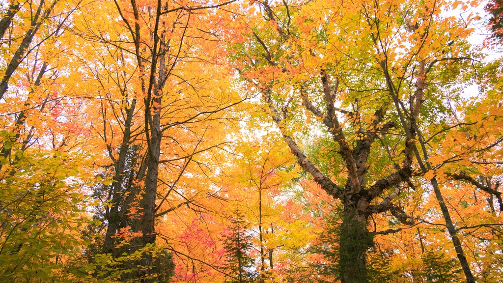 Summerlike weekend on tap in Twin Cities; fall returns early next week — WCCO / CBS Minnesota, Hastings Community news