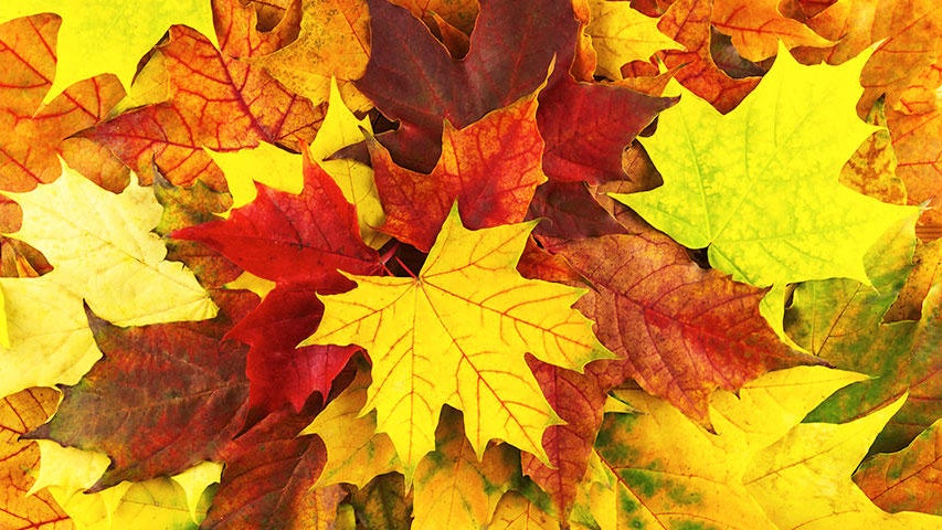 Cooler, quieter fall weather returns Tuesday in the Twin Cities — WCCO / CBS Minnesota, Hastings Community news