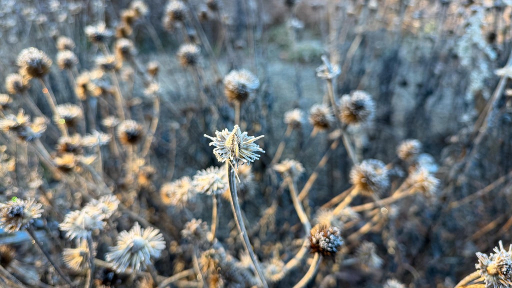 Breezy winds bring cool air to Minnesota, with first frost possible in the metro Friday night — WCCO / CBS Minnesota, Hastings Sports news