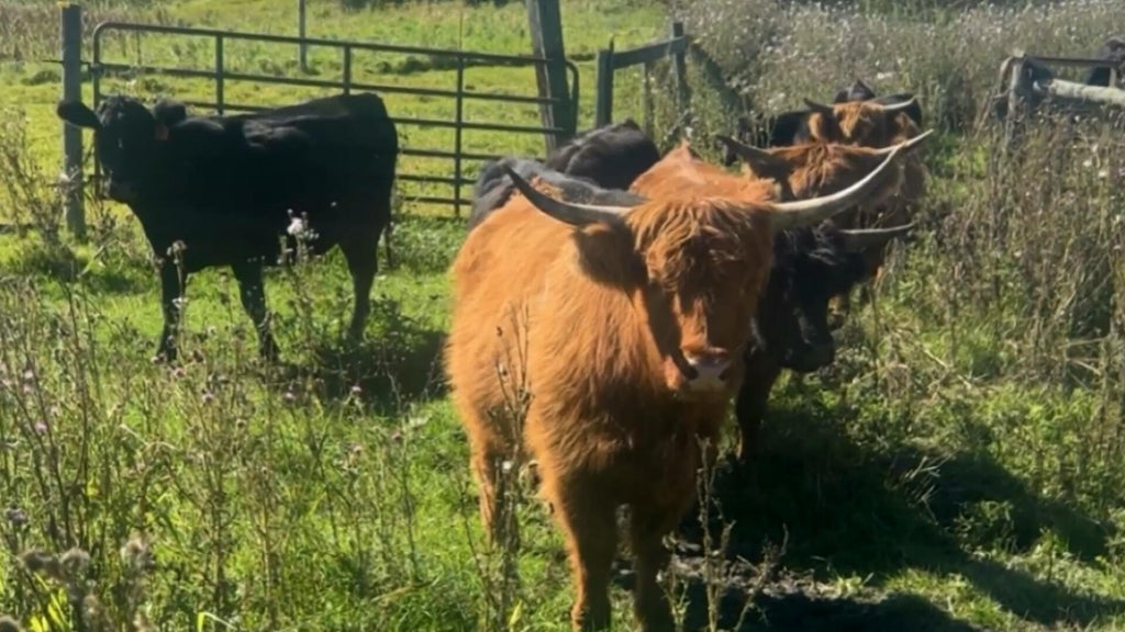 Minnesota farmer calls for thief to return nearly a dozen cows: "You're going to go to jail" — WCCO / CBS Minnesota, Hastings Community news