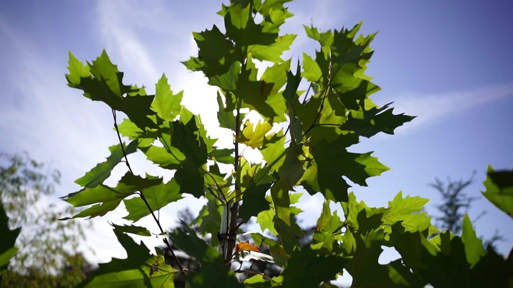 St. Paul city employees help plant trees at church in Rondo neighborhood — WCCO / CBS Minnesota, Hastings Real Estate news