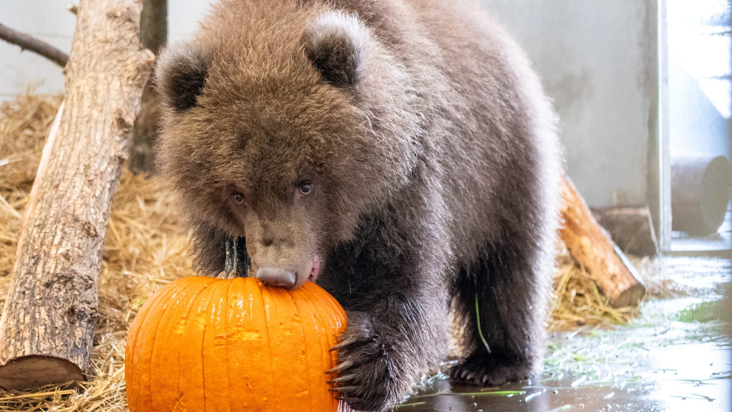 Minnesota Zoo welcomes 3 orphaned brown bear cubs rescued from Alaska — Hastings Health news