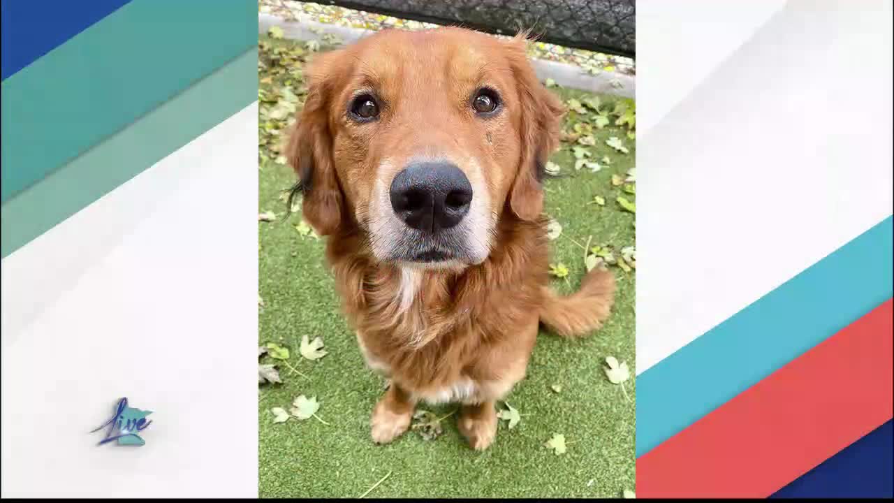 Adopt a Dog Month: Golden Retrievers — KSTP 5, Hastings Community news