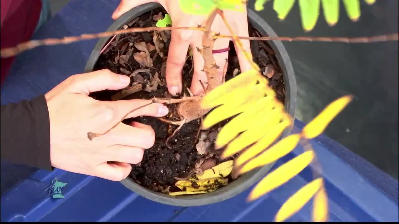 Tips for Planting Trees — KSTP 5, Hastings Community news