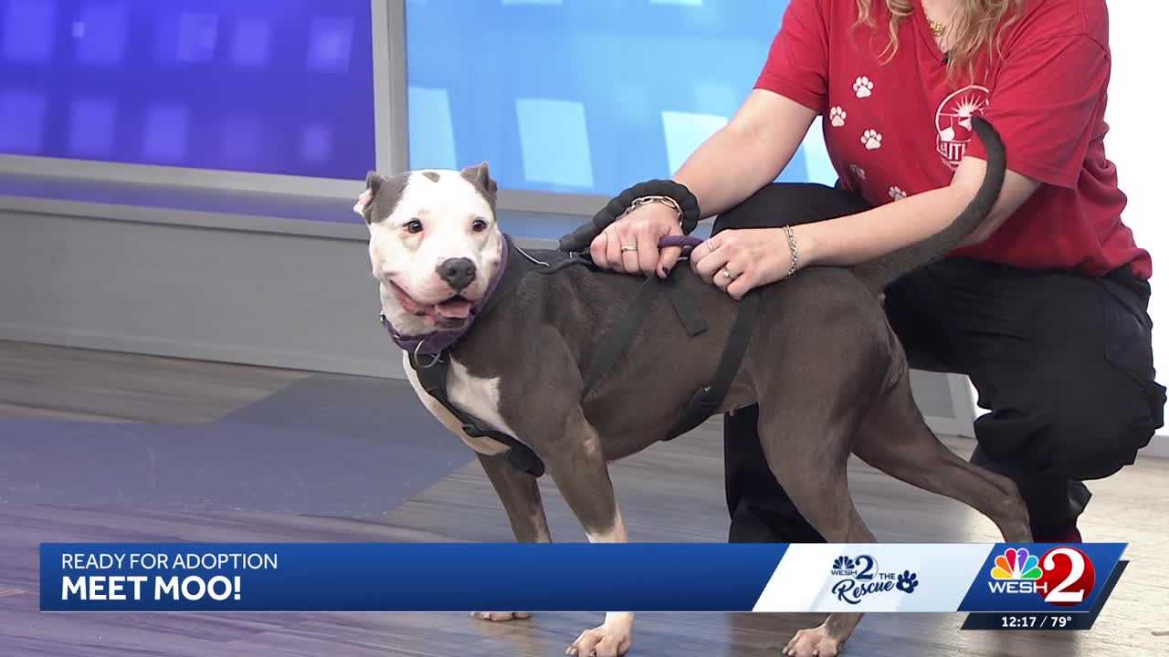 Moo at Southeast Volusia Humane Society is looking for a home — WESH 2 Orlando, Hastings Community news