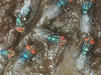 Odor complaints target Mexico’s screwworm fly facility — KFGO, Hastings Schools news