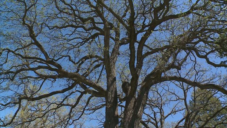 How to keep your oak trees healthy — KARE 11 Local, Hastings Health news