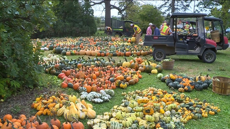 Pumpkin 101: Best to cook, carve & display — KARE 11 Local, Hastings Community news