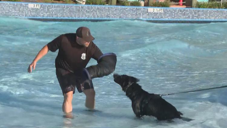 Tampa police K-9s train at theme park to prepare for emergencies — WTSP 10 Tampa Bay, Hastings Community news