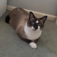 Milwaukee Record Cat Of The Week: Ricky — Milwaukee Record