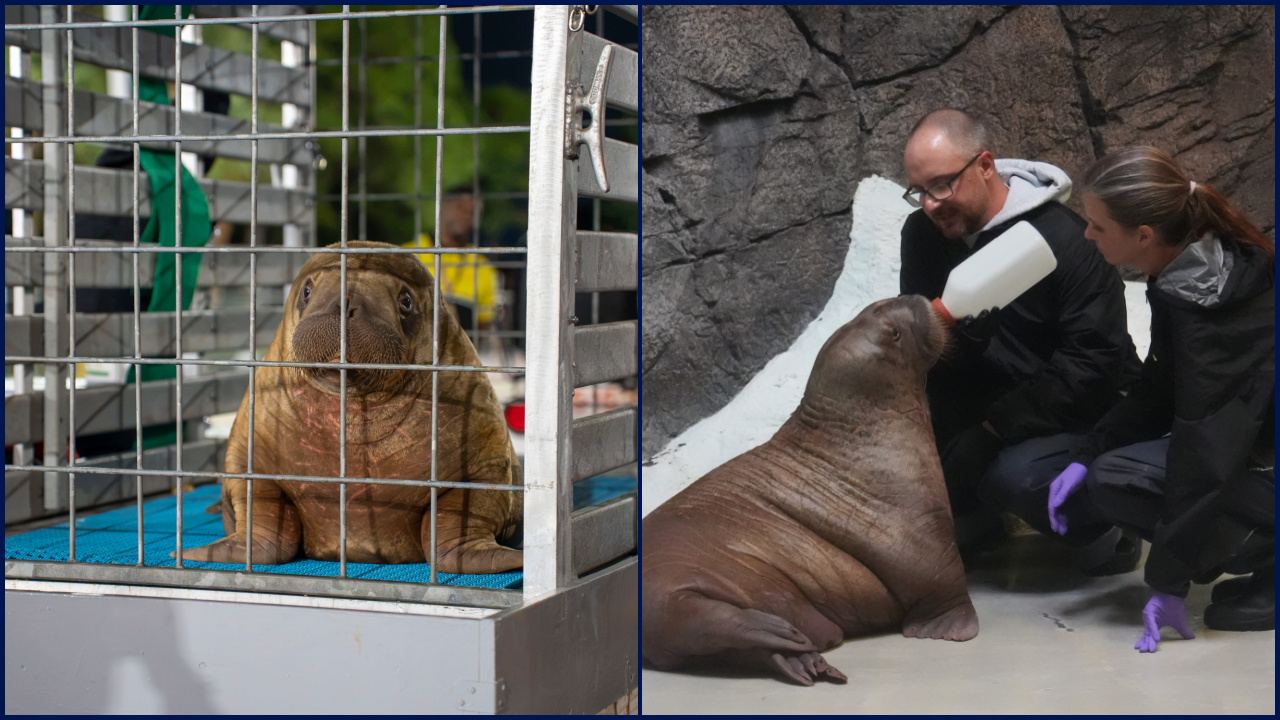 Orphaned baby walrus in Alaska flown 4,800 miles to new home in Florida — FOX 9, Hastings Community news