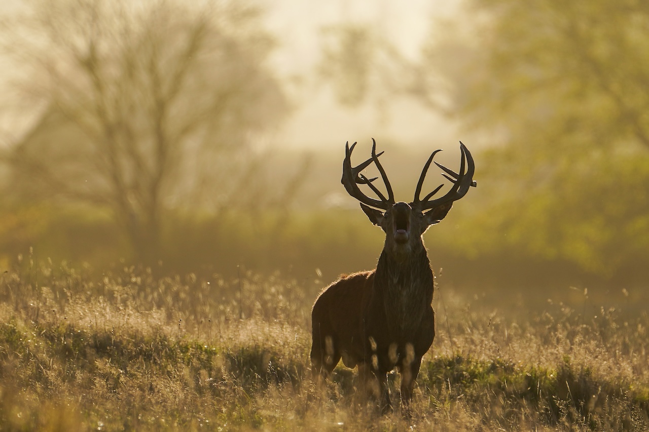 Deer-related crashes spike in the fall. Here's why. — FOX 9, Hastings Sports news