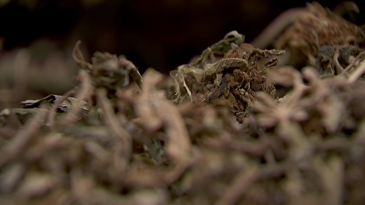 Hemp THC deadline hits $200 million industry, leads to layoffs, but liquor stores may maintain — FOX 9, Hastings Business news