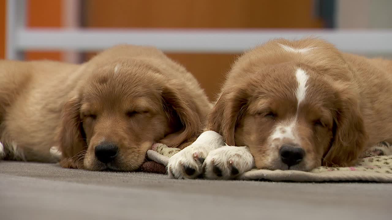 36 dogs rescued from unlicensed breeder in Cass County — Hastings Community news