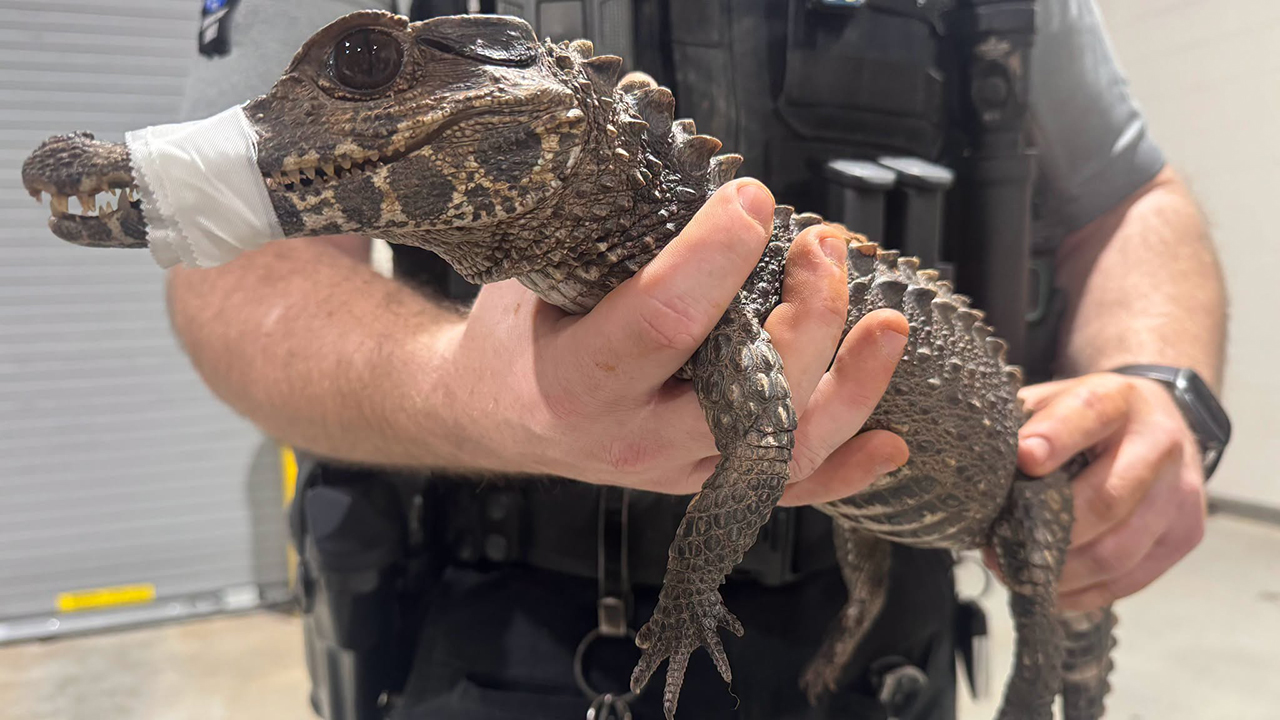 Watch: Deputies in Oklahoma capture escaped caiman after months on the loose — FOX 9, Hastings Community news