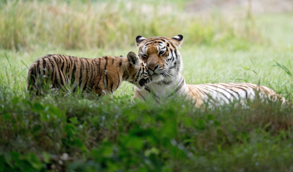 Man dies after entering tiger enclosure at wildlife park — FOX 9, Hastings Community news