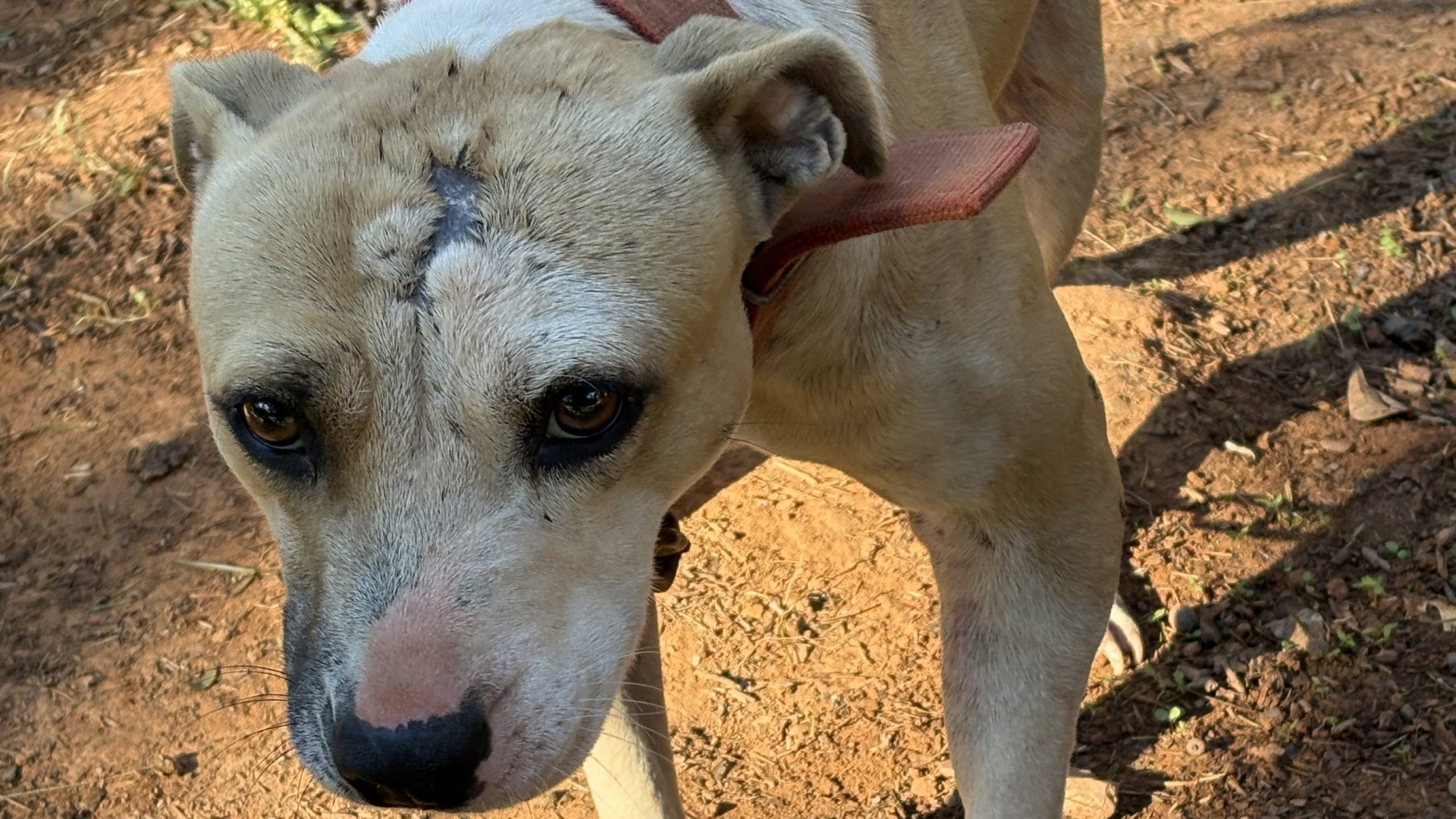 25 charged in SC dogfighting, drug trafficking ring — FOX 9